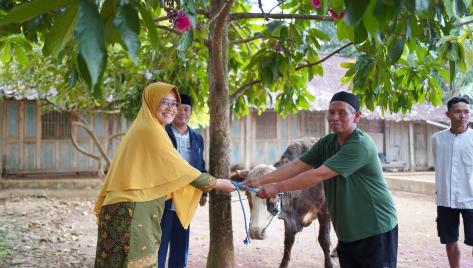 Rektor menyerahkan sapi ke warga